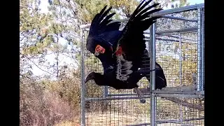 Historic California Condor Release! Ventana Wildlife Society 2025 Highlights