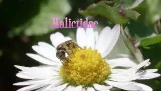 Halictidae