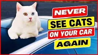 Keep Cats OFF Your Car FOREVER 😱 Easy Tricks That Work Fast