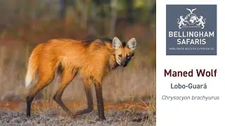 The Brazilian Maned Wolf (Lobo-Guar&aacute;)