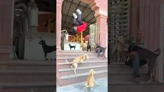 Dog is 😰Best friend😭 ever love 🐶you dog #viraljump #dogshorts #doglife #dogvideos #trending