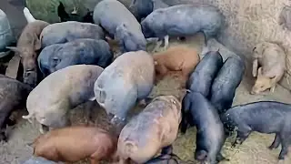 O engraxate que ficou rico em 06 anos hj o maior criador de porco da região