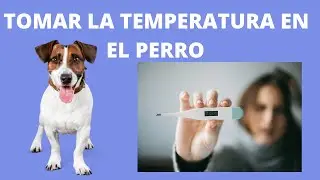 💚💚 TEMPERATURA EN EL PERRO Y EN EL GATO (FIEBRE) 💚💚