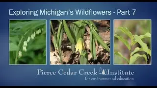 Spring Wildflowers Part 7 - Solomon Seal and Bellwort