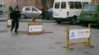 police dogs malta