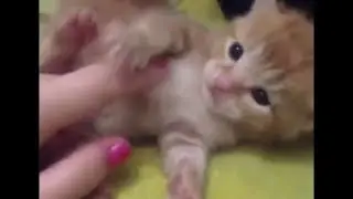 Funny cats Fail/Win Compilation - Most Cute and Funny Cats