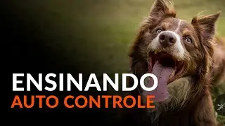 O melhor treino de autocontrole e FOCO  | Adestramento Online | Cão Guardião