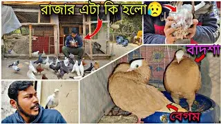 হলুদ মুক্ষির নাম দিলাম  'বাদশা💓বেগম' 🔥 রাজার এটা কি হলো 😥#myworld #petsvlog 