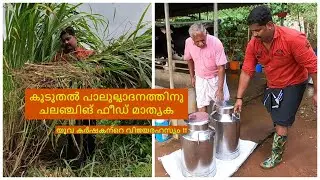 #CHALLENGINGFEED ചലഞ്ചിങ് ഫീഡ് മാതൃകയിലൂടെ വിജയം നേടിയ യുവ ക്ഷീരകർഷകൻ !!
