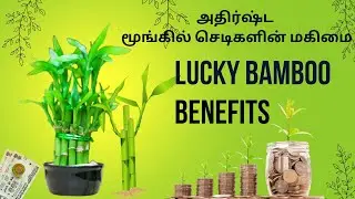அதிர்ஷ்டத்தை வாரி வழங்கும்  LuckyBamboo செடி!/ Benefits of Lucky Bamboo plant/@SevenStarDevotionals