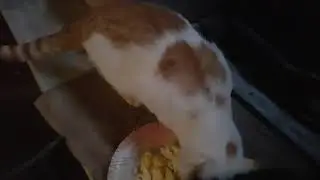 Cat Eating Contest - Last Cat Standing