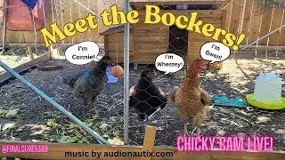 Meet The Bockers by Day - Possum Crew by Night #possum #livecam #possumcam #livestream #chickencoop