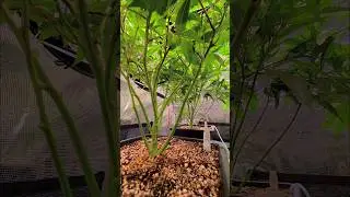Tag 17 - Apples & Bananas + Glitterbomb - Compound Genetics - Wann auf 12/12?