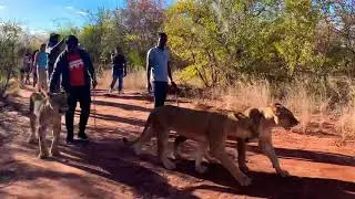 Lion walk Livingstone Zambia