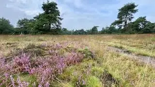 Wandelroute Groene Wissel Uffelte 12 km 210911