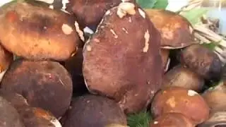 Tavarone, la sagra del fungo porcino 22-08-2017