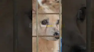 How AI is shaping the future of pet rescue #shorts