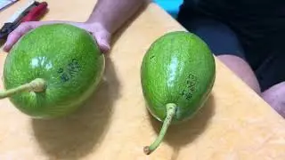 終於，「A型花 轉色 中生種」尬生了！｜紅心圓？｜2025年7月23日