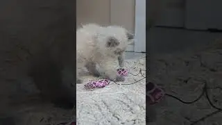 Old video I found that I made in 2023😇😘🐱🩷#cat #Cute #playfullcat