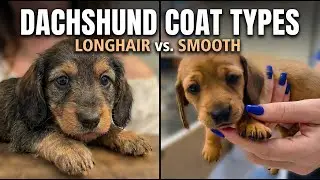 Dachshund Puppy Coat Type | Long Hair vs Short Hair Signs