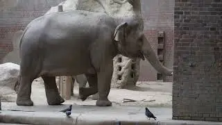 4.05.2024 Zoo Leipzig Asiatische Elefanten