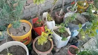 Rooftop gardening|| How to make more Beautiful top roof ||