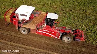 4Kᵁᴴᴰ Harvest 2023:AKP Group harvesting Shepody potatoes near Snape, Suffolk with a Grimme Varitron.