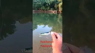 Sambaran Ikan Predator ‼️casting hampala #hampalamonster  #spotmancingjogja