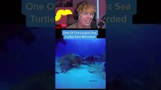 Giant Animals Caught On Camera! 😱