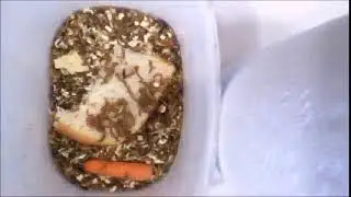 Dermestids Canada Mealworm Timelapses 2017 2019 #17,450 50