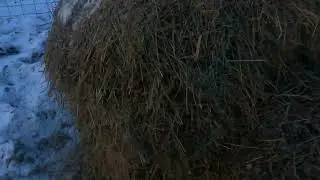 Evening chores on ATV Farms (ATV Farms ep #22)