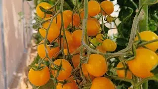 Poly house tomato and shimla mirch टमाटर # मिर्च #Shade net house by Dr Pradeep Kumar
