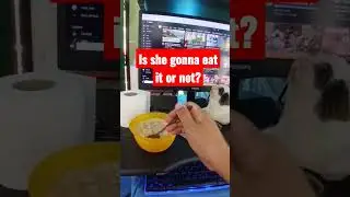 oatmeal 1-minute cat challenge