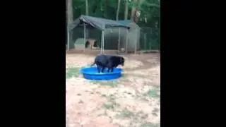 Big dogs get hot!!