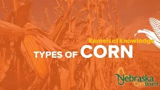 Types Of Corn - Kernels of Knowledge🌽