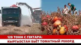 120 тонн с гектара: Кыргызстан бьёт томатный рекорд