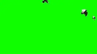 Birds flying free greenscreen || Free greenscreen || no copyright greenscreen bd