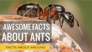 AWESOME FACTS YOU DIDN'T KNOW ABOUT ANTS