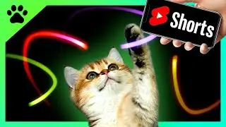 LASER MANIA ! For your cat enjoyment - Cat games #Shorts