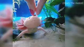 Axolotl Being Derpy