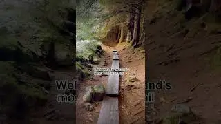 Welcome to Ireland&rsquo;s most magical trail 🇮🇪 The Ballinastoe Woods, County Wicklow 📍