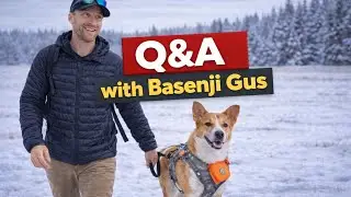 Walking In an Open Field With My Basenji Gus, LIVESTREAM 🐕 Question & Answer 🌟 