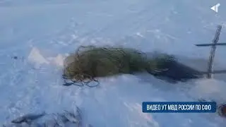 1201 СРОК ВМЕСТО РЫБЫ