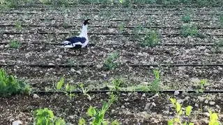 Un'anatra selvatica si aggira nell'orto