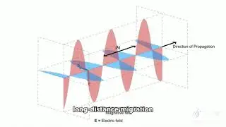 Evolution of Magnetic Navigation in Animals