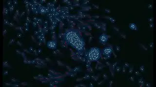 gravity cells