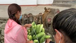 A troop of monkeys consumed a bucket full of cucumbers