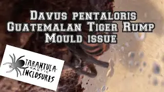Davus pentaloris Guatemalan Tiger Rump