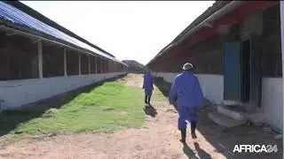 Afrique aviculture (exemple de Somalie)