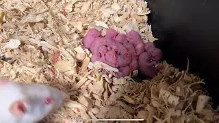Breeder rats 🐀 101